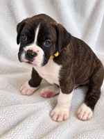 Ace, a male Boxer for sale in Peculiar, MO – 1 of 9