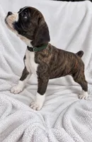 Tank, a male Boxer for sale in Peculiar, MO – 3 of 8