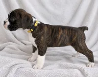Ace, a male Boxer for sale in Peculiar, MO – 4 of 9