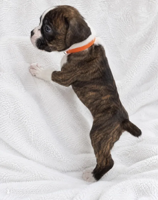 Dozer – Boxer puppy for sale in Peculiar, MO