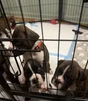Dozer, a male Boxer for sale in Peculiar, MO – 7 of 10