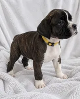 Ace, a male Boxer for sale in Peculiar, MO – 3 of 9