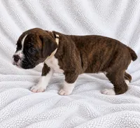 Sevy, a male Boxer for sale in Peculiar, MO – 8 of 8
