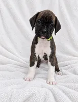 Susie, a female Boxer for sale in Peculiar, MO – 8 of 10