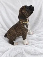 Sevy, a male Boxer for sale in Peculiar, MO – 4 of 8