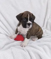 Sevy, a male Boxer for sale in Peculiar, MO – 6 of 8