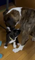 Ace, a male Boxer for sale in Peculiar, MO – 2 of 9