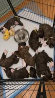 Gordy, a male Boxer for sale in Peculiar, MO – 9 of 9