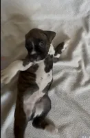 Gordy, a male Boxer for sale in Peculiar, MO – 2 of 9