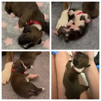 Gordy, a male Boxer for sale in Peculiar, MO – 8 of 9