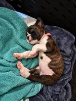 Lucy, a female Boxer for sale in Peculiar, MO – 8 of 9