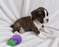 Dozer, a male Boxer for sale in Peculiar, MO – 2 of 10