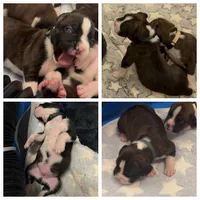 Tank, a male Boxer for sale in Peculiar, MO – 4 of 8
