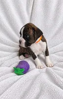 Dozer, a male Boxer for sale in Peculiar, MO – 4 of 10