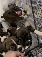 Gordy, a male Boxer for sale in Peculiar, MO – 5 of 9
