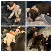 Dozer, a male Boxer for sale in Peculiar, MO – 8 of 10