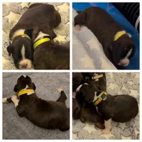 Ace, a male Boxer for sale in Peculiar, MO – 6 of 9