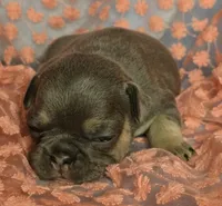 Gabby F, a female French Bulldog for sale in Bristow, OK – Photo 1 of 3