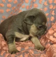 Gabby F, a female French Bulldog for sale in Bristow, OK – Photo 2 of 3