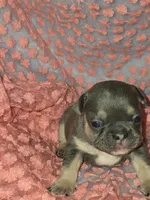 Gabby F, a female French Bulldog for sale in Bristow, OK – Photo 3 of 3
