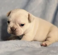 Gabby M 2, a male French Bulldog for sale in Bristow, OK – Photo 3 of 3