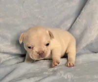 Gabby M 2, a male French Bulldog for sale in Bristow, OK – Photo 2 of 3