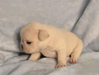 Gabby M 2, a male French Bulldog for sale in Bristow, OK – Photo 1 of 3