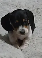 Low Rider, a male Miniature Dachshund for sale in Bristow, OK – Photo 1 of 5