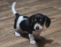 Low Rider, a male Miniature Dachshund for sale in Bristow, OK – Photo 4 of 5