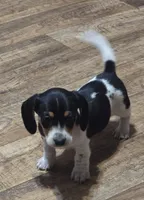 Low Rider, a male Miniature Dachshund for sale in Bristow, OK – Photo 3 of 5