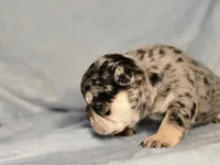 Gabby M1, a male French Bulldog for sale in Bristow, OK – Photo 3 of 3