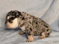 Gabby M1, a male French Bulldog for sale in Bristow, OK – Photo 2 of 3