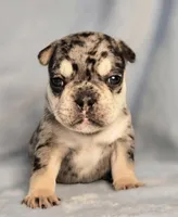 Gabby M1, a male French Bulldog for sale in Bristow, OK – Photo 1 of 3