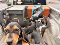 Hound pup, a female Treeing Walker Coonhound and American Black and Tan Coonhound for sale in Port Angeles, WA – Photo 2 of 6