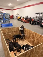 Hound pup, a female Treeing Walker Coonhound and American Black and Tan Coonhound for sale in Port Angeles, WA – Photo 6 of 6