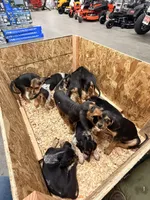 Hound pup, a female Treeing Walker Coonhound and American Black and Tan Coonhound for sale in Port Angeles, WA – Photo 3 of 6