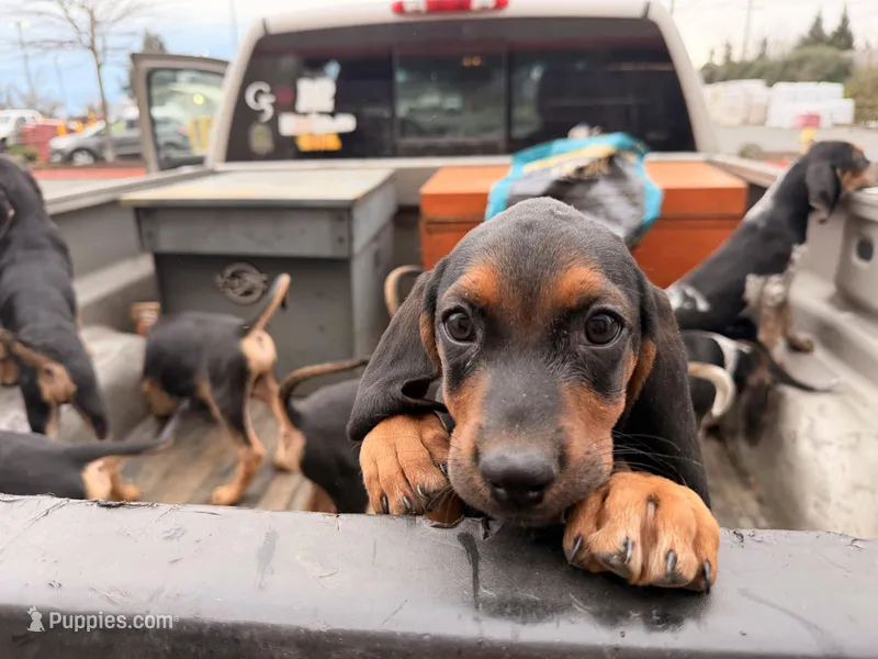 Hound pup, a female Treeing Walker Coonhound and American Black and Tan Coonhound for sale in Port Angeles, WA – Photo 1 of 6