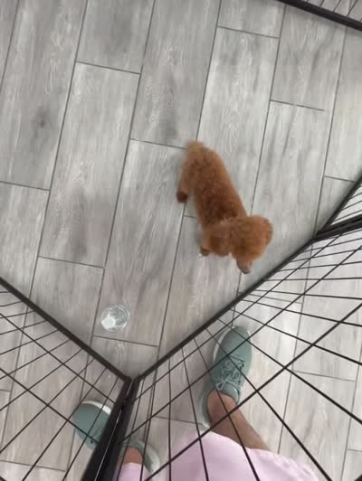 Pippy, a female Poodle - Toy  for sale in Wittmann, AZ – 2 of 2