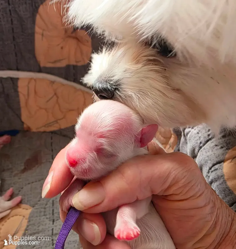 Sugar – Maltese puppy for sale in Wittmann, AZ