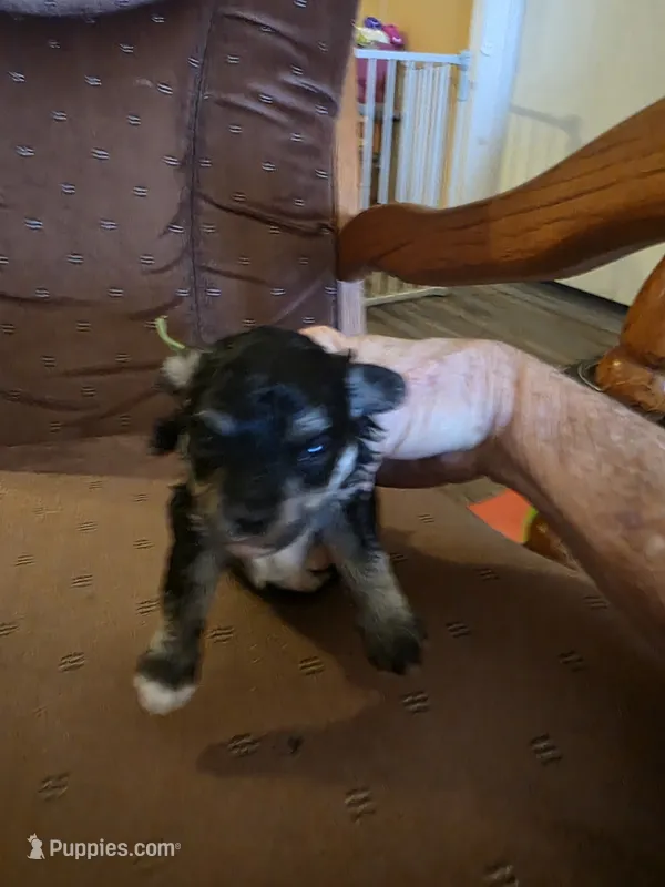 Lil Bubba – Poodle - Toy  puppy for sale in Wittmann, AZ
