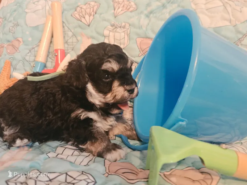 Lil Bubba – Poodle - Toy  puppy for sale in Wittmann, AZ