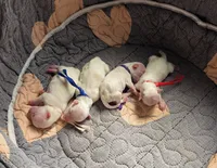 Casper, a male Maltese for sale in Wittmann, AZ – 3 of 4
