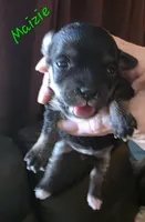 Tiny Mazie 3.7lbs as adult, a female Poodle - Toy  for sale in Wittmann, AZ – 4 of 9