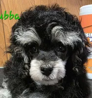 Lil Bubba, a male Poodle - Toy  for sale in Wittmann, AZ – 3 of 8