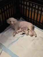 Luna AKC, a female Poodle - Miniature  for sale in Wittmann, AZ – Photo 7 of 7