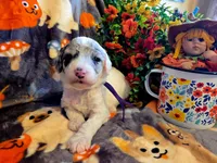 Luna AKC, a female Poodle - Miniature  for sale in Wittmann, AZ – Photo 3 of 7