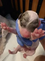 Luna AKC, a female Poodle - Miniature  for sale in Wittmann, AZ – Photo 4 of 7