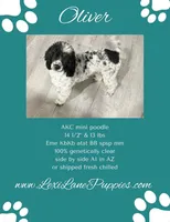Luna AKC, a female Poodle - Miniature  for sale in Wittmann, AZ – Photo 5 of 7