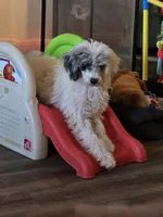 Luna AKC, a female Poodle - Miniature  for sale in Wittmann, AZ – Photo 1 of 7