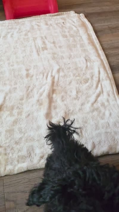 Blossom, a female Poodle - Toy  for sale in Wittmann, AZ – 3 of 3